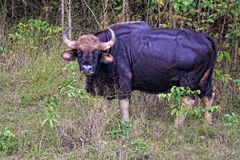 Bos gaurus