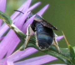 Ceratina