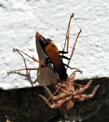 Tachypompilus ignitus