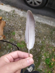 Columba livia domestica