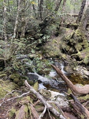 Nothofagus cunninghamii