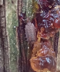 Dubioniscus marmoratus