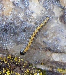 Bryophila