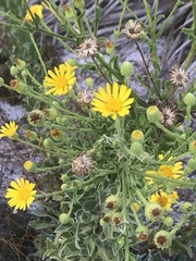 Chrysopsis scabrella