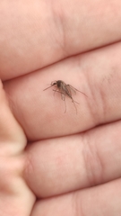 Culiseta longiareolata