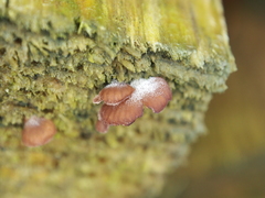 Panellus violaceofulvus