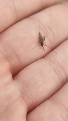 Culiseta longiareolata
