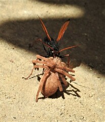 Tachypompilus ignitus