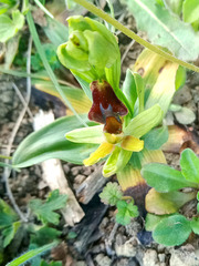 Ophrys sphegodes