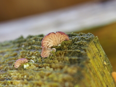 Panellus violaceofulvus