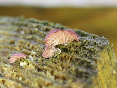 Panellus violaceofulvus