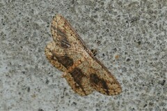 Synegia