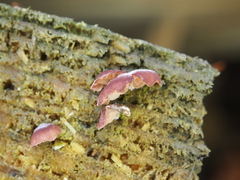 Panellus violaceofulvus