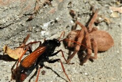 Tachypompilus ignitus