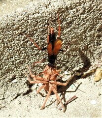 Tachypompilus ignitus