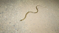 Fowlea flavipunctata