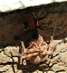 Tachypompilus ignitus