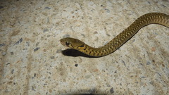 Fowlea flavipunctata