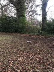 Sciurus carolinensis