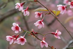 Prunus cerasoides