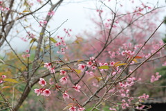 Prunus cerasoides