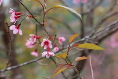 Prunus cerasoides