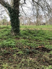 Sciurus carolinensis