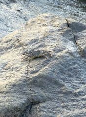 Grapsus