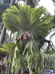 Platycerium superbum