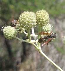 Polistes cinerascens