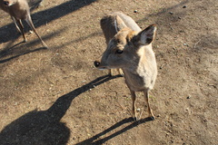 Cervus nippon centralis