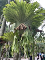 Platycerium superbum