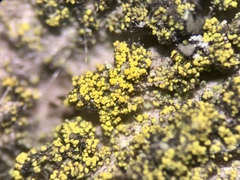 Candelariella xanthostigma