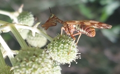 Paramantispa decorata