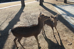 Cervus nippon centralis