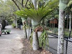 Platycerium superbum