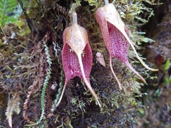 Masdevallia angulata