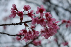 Prunus cerasoides