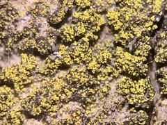 Candelariella xanthostigma