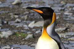 Aptenodytes patagonicus