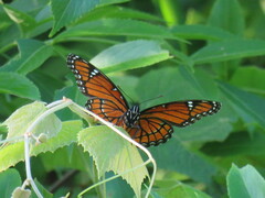 Limenitis archippus floridensis