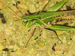 Orphulella