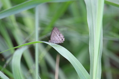 Hermeuptychia hermes