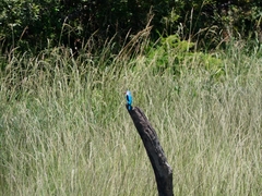 Halcyon senegalensis