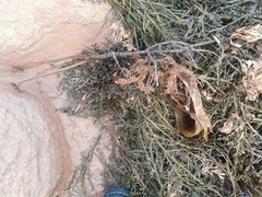 Saccharina latissima