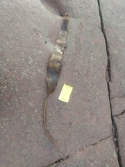 Saccharina latissima