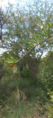 Ehretia rigida