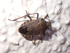 Apodiphus amygdali