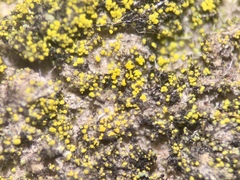 Candelariella xanthostigma