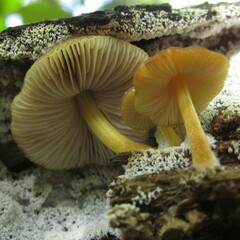 Pluteus romellii